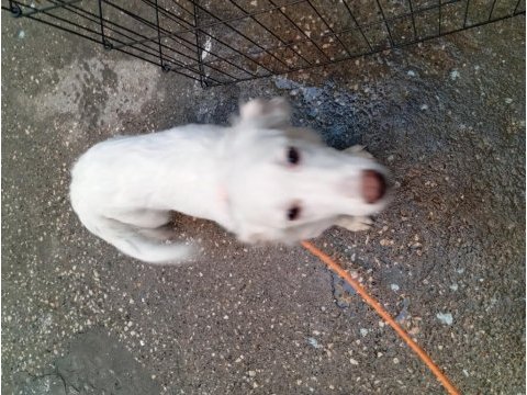Maremma çoban köpeği
