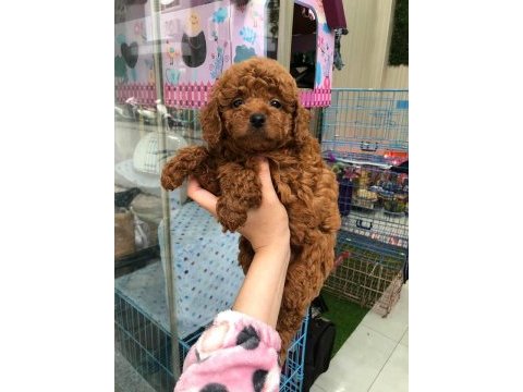 Dünya tatlısı poodle yavruları
