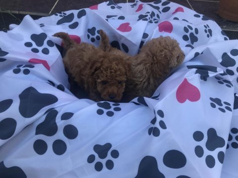 Oyuncu toy poodle yavrular