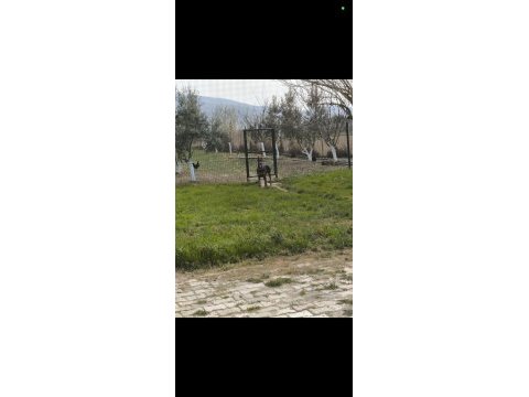 2 yaşında dişi ve erkek doberman