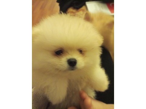 Safkan anne ve baba şecereli pomeranian dişi yavrular