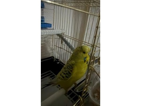 3 aylık dişi teksas jumbo muhabbet kuşu
