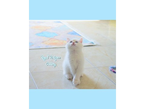 3 aylık by33 british shorthair dişi