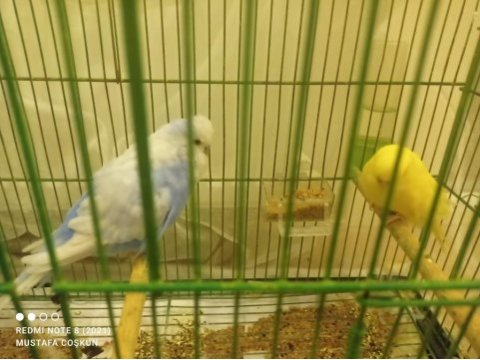 Çekoslovak ve jumbo (çift) muhabbet kuşu
