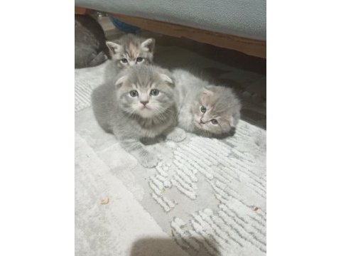 Scottish fold bebeklerim yeni yuvalarına gitmeye hazır