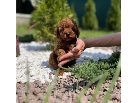 Toy poodle yavruları