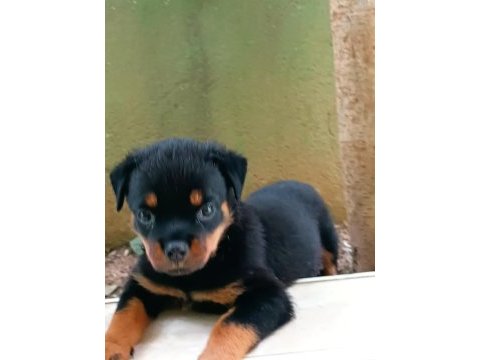 Rottweiler