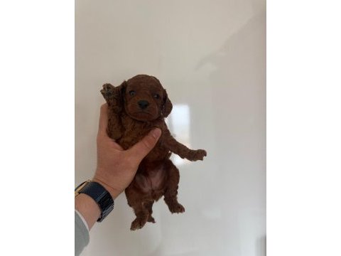 Kore poodle erkek yavru