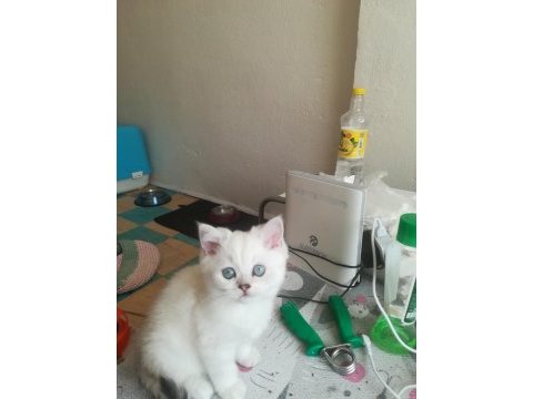 British shorthair yakışıklımız yeni yuvasını arıyor