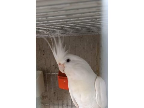 Sultan papağanı sağlıklı