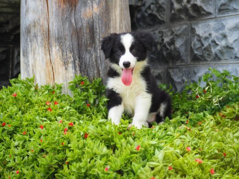 Border collie köpeği yavrularımız