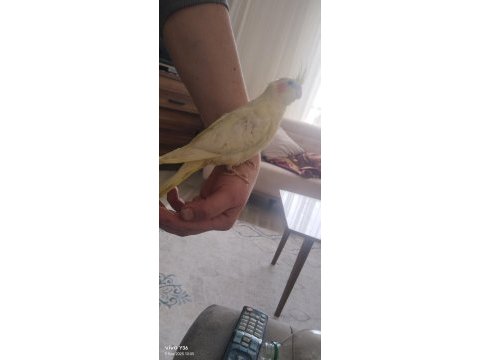 1.5 aylık lutino sultan papağanı yavrular