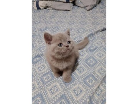 Özel renk lilac british shorthair