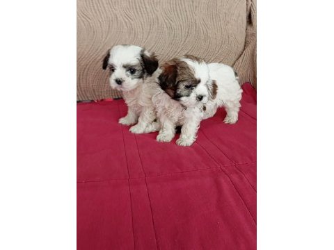 Shih tzu yavrularımız sağlık ve ırk garantili teslim