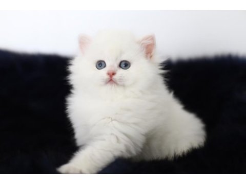 British longhair tostikim