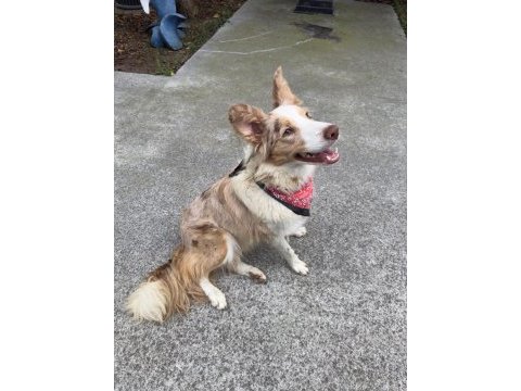 Fcı kıf şecereli kahve beyaz showline erkek border collie