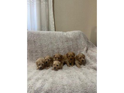 Maltipoo yavrularımız