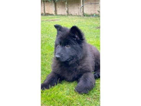 Muhteşem secereli alman çoban köpeği yavruları ıstanbul