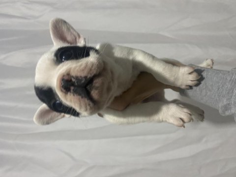 Panda surat fransız bulldog