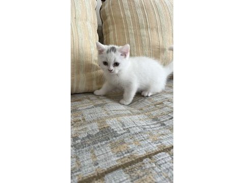 Safkan british shorthair bebişler