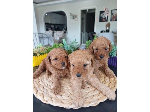 Birbirinden güzel toy poodle bebeklerimiz
