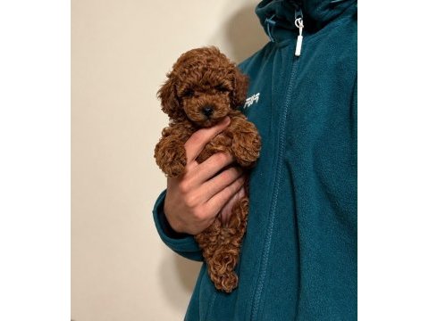 Dark red kore toy poodle