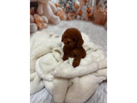 Kore poodle yavrular