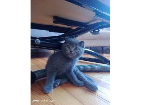 Son iki yavru british shorthair