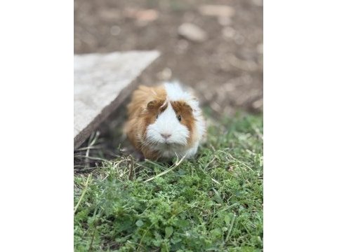 Sütten kesilen ginepigler