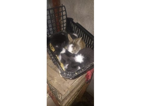 Hollanda lop tavşan yavrusu