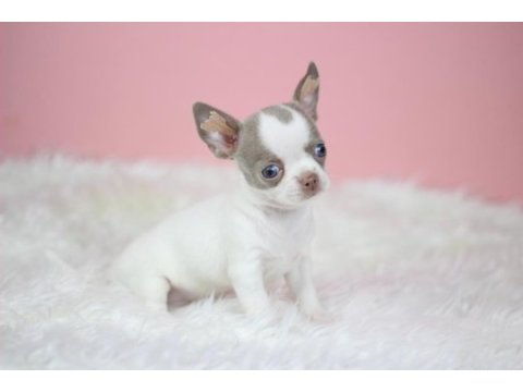 Egzotic lilac white chihuahua