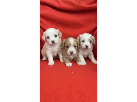 Wc eğitimli aşılı maltipoo bebekler