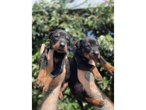 King doberman yavruları