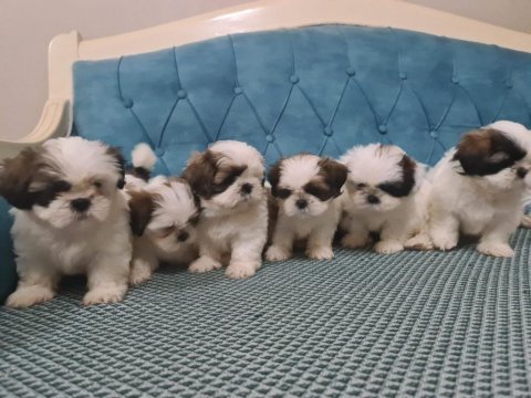 A kalite shih tzu