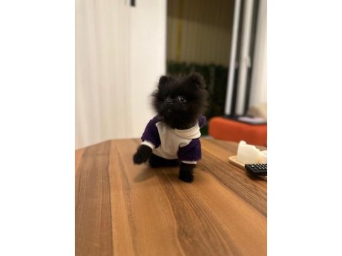 Türkiyede esı benzerı olmayan minyatür pomeranian!