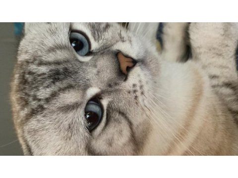 Scottish fold blue point sahiplendirilecektir