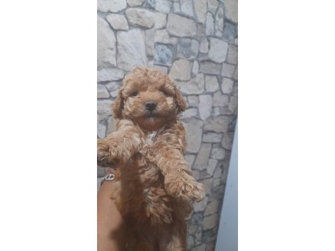 Scr li ırk ve sağlık garantili yavrularımız