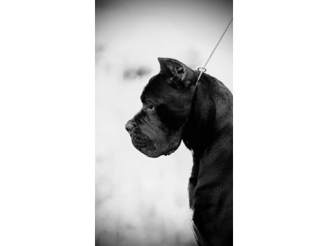 Fci/kif a şecere belgeli, ırk ve sağlık garantili cane corso