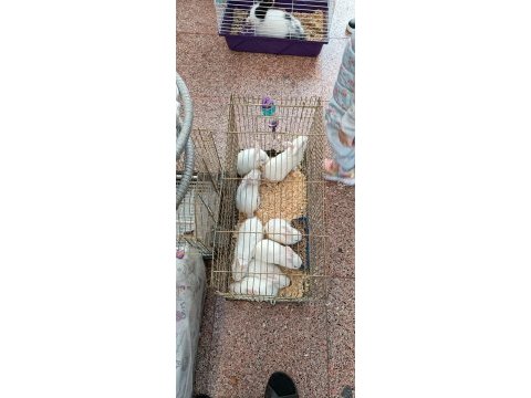 Yeni sütten kesilmiş albino yavru tavşanlar