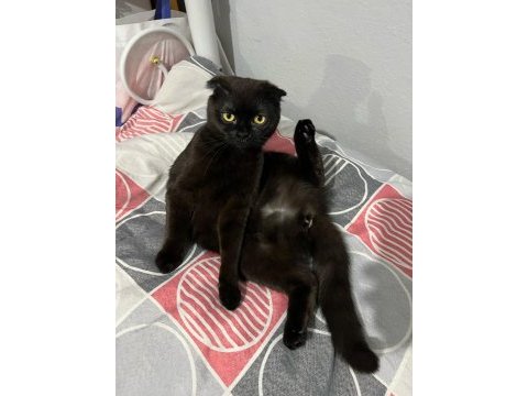 Siyah scottish fold kızımıza yuva arıyoruz