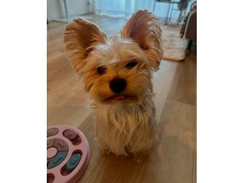 Full eğitimli aşılı masrafsız köpeğimiz