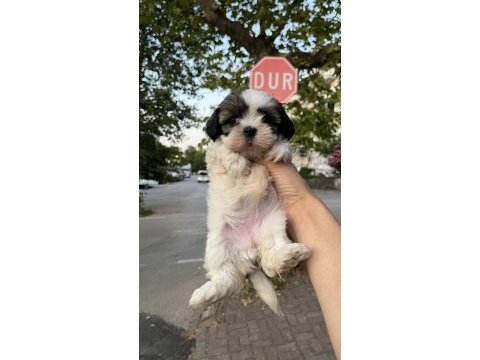 Shih tzu dişi minyatür yavru