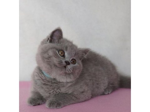 A++ a62 orjinal british shorthair yavrular hazır