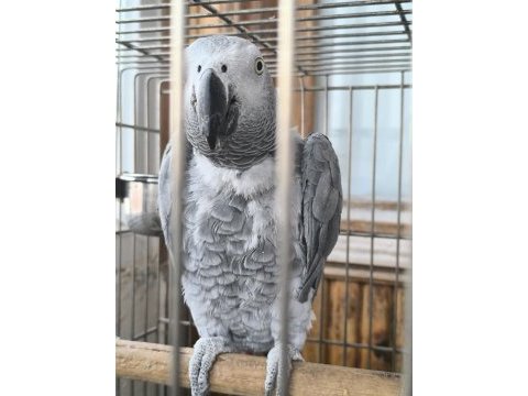 Kendini sevdiren jako papağanı