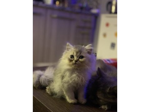 Longhair silver british