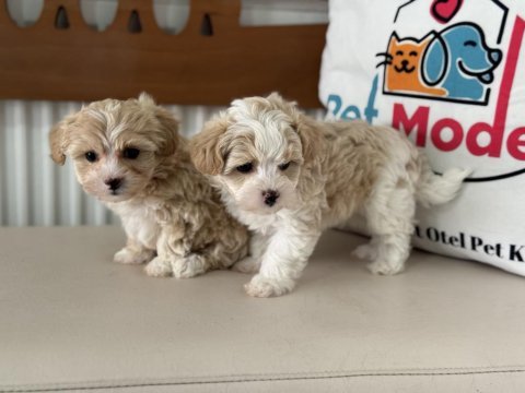 Show kalite tea cup kore maltipoo yavrularımız
