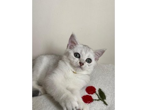 Sliver yavru kedim