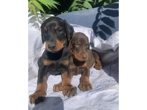 Şampiyon soydan doberman yavrular