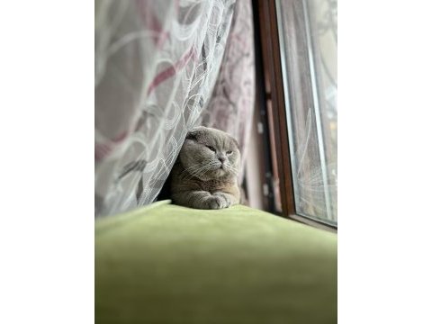 Scottish fold yaşında