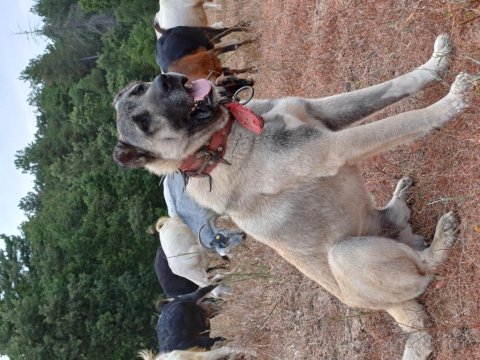 Kurtçu kangal köpeği